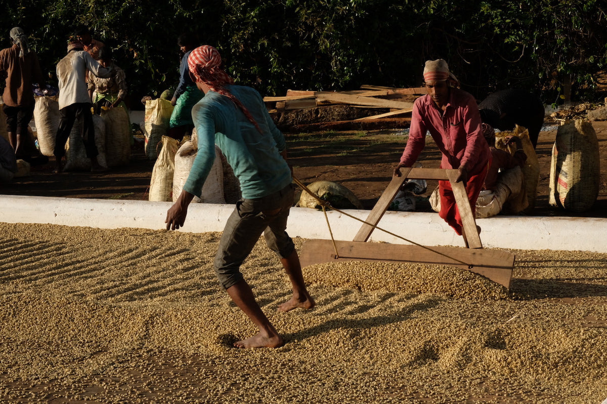 Malabar Monsoon Espresso Blend 