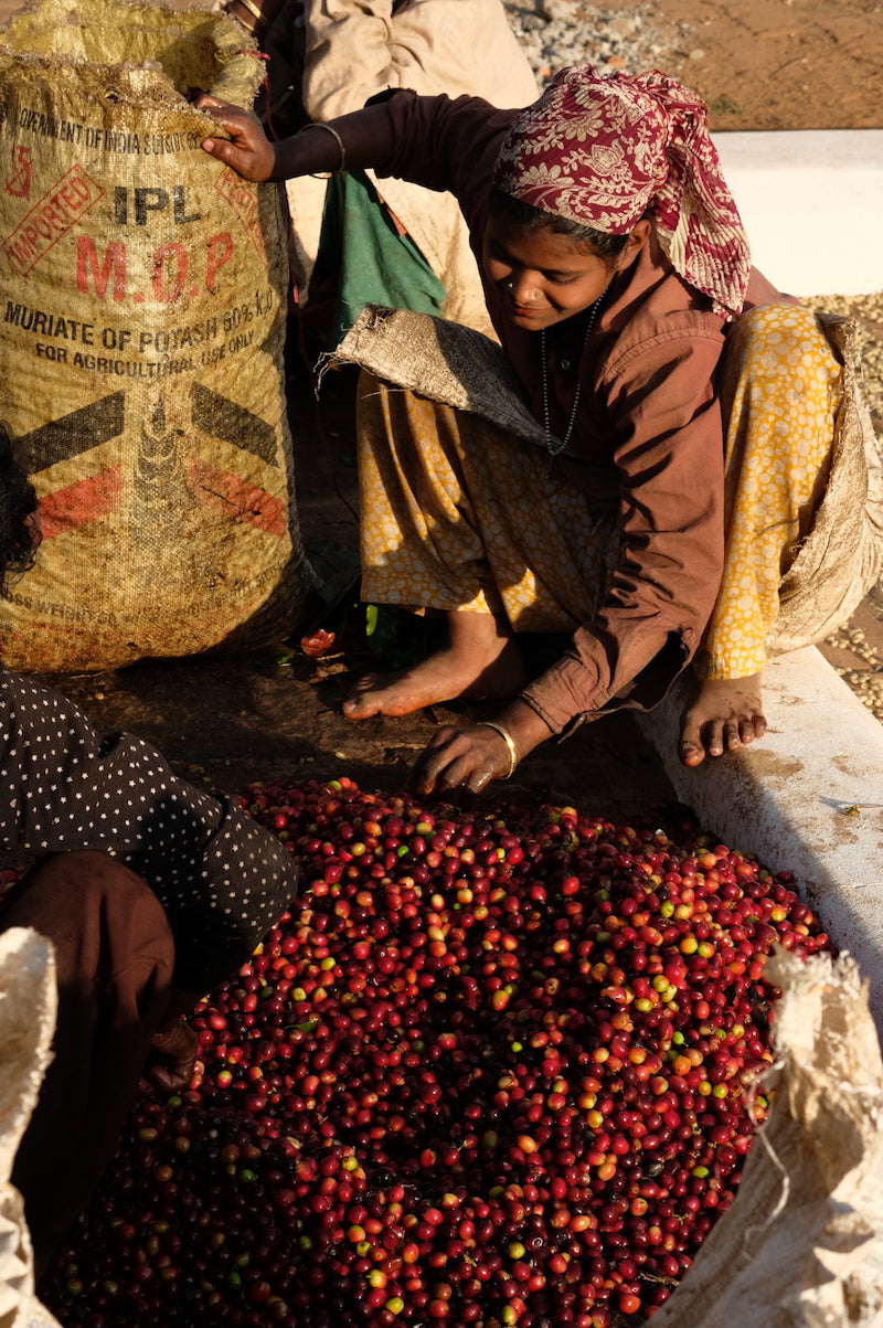 Malabar Monsoon Espresso Blend 