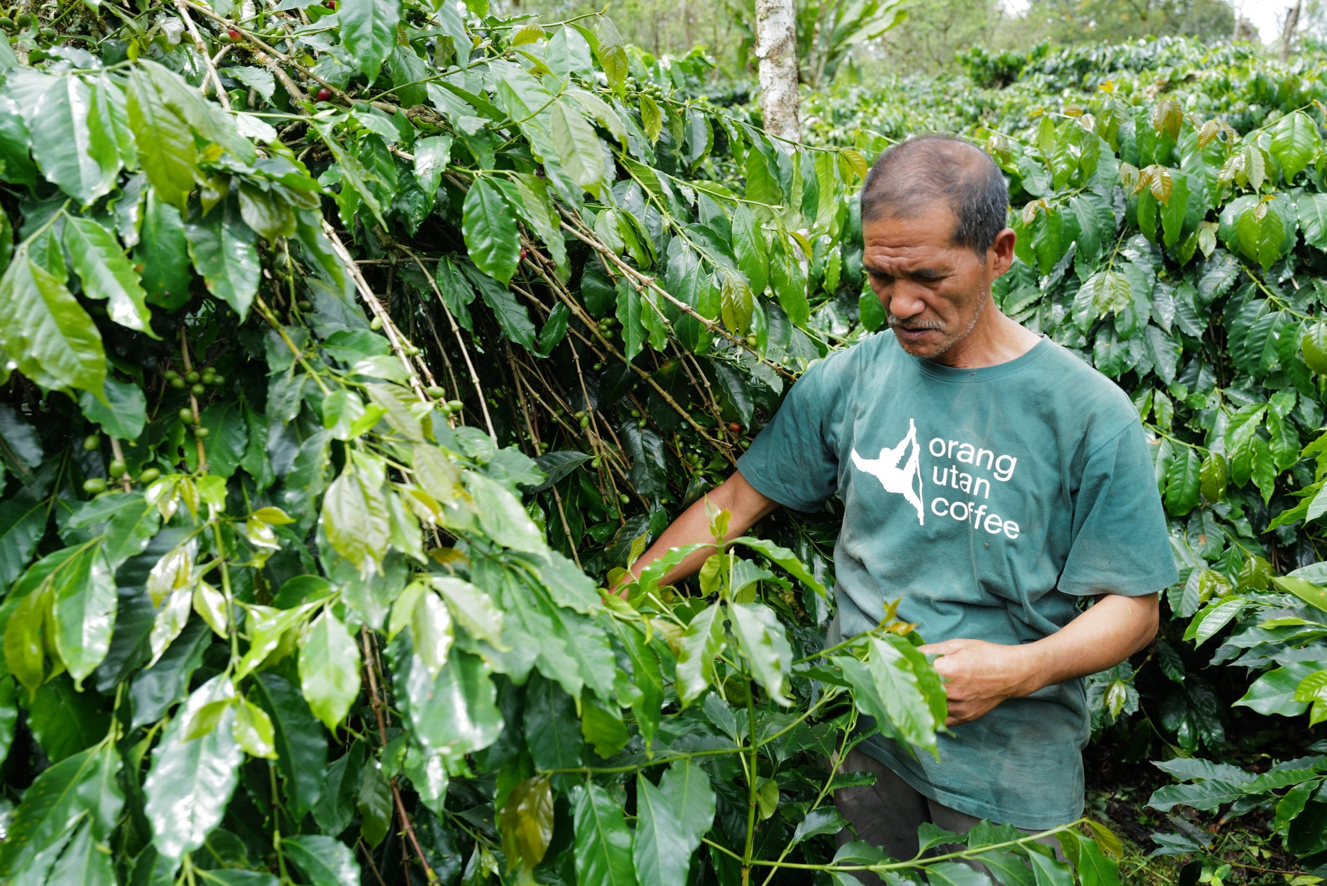 Indonesia Orang Utan Mekar Indah Single Origin Espresso