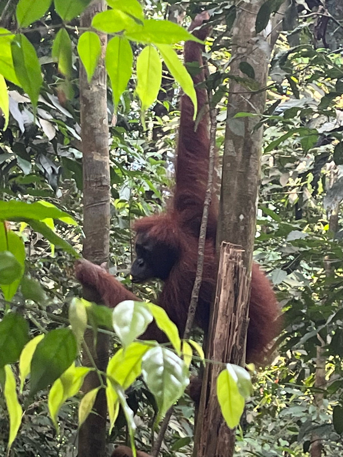 Indonesia Orang Utan Mekar Indah Single Origin Espresso