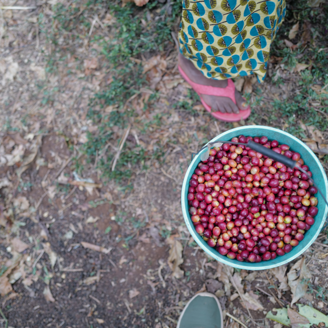 Ethiopia Sidamo BIO Single Origin Filter - DE-ÖKO-001 