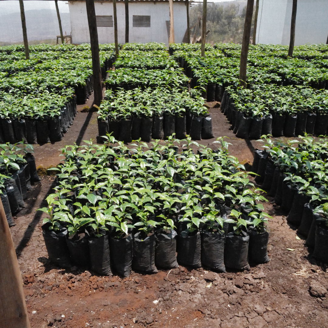 Ethiopia Sidamo BIO Single Origin Filter - DE-ÖKO-001 