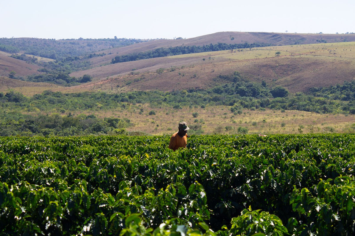 Brazil Fazenda Vereda Single Origin Espresso