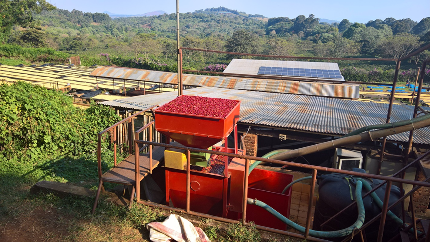 Tanzania Geisha Tandala Filter Rarity Line 87+