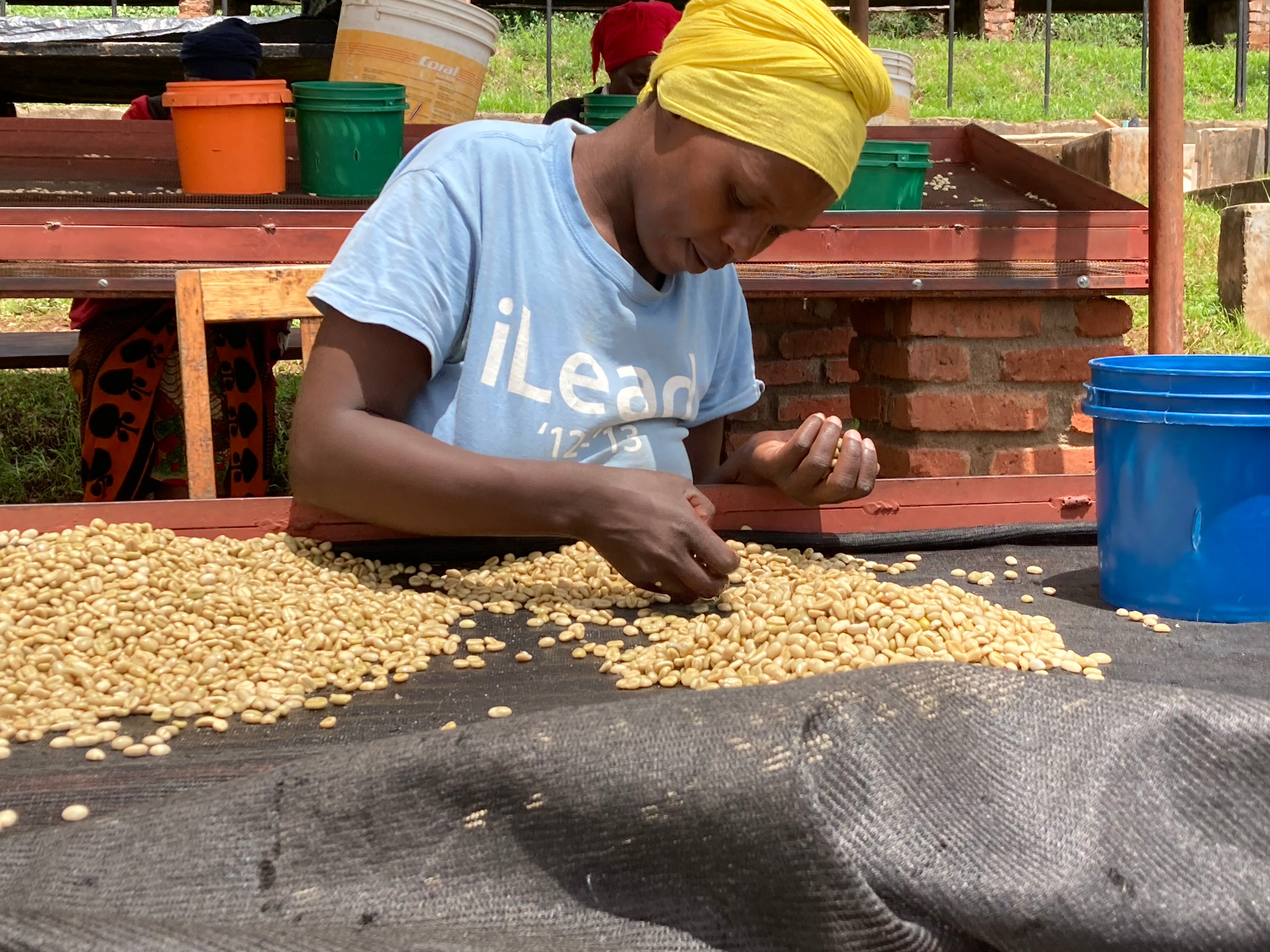 Tanzania Geisha Tandala Filter Rarity Line 87+
