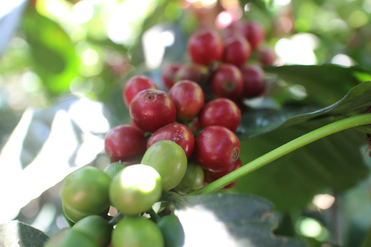 Mexico Cafe Mujeres Single Origin Espresso