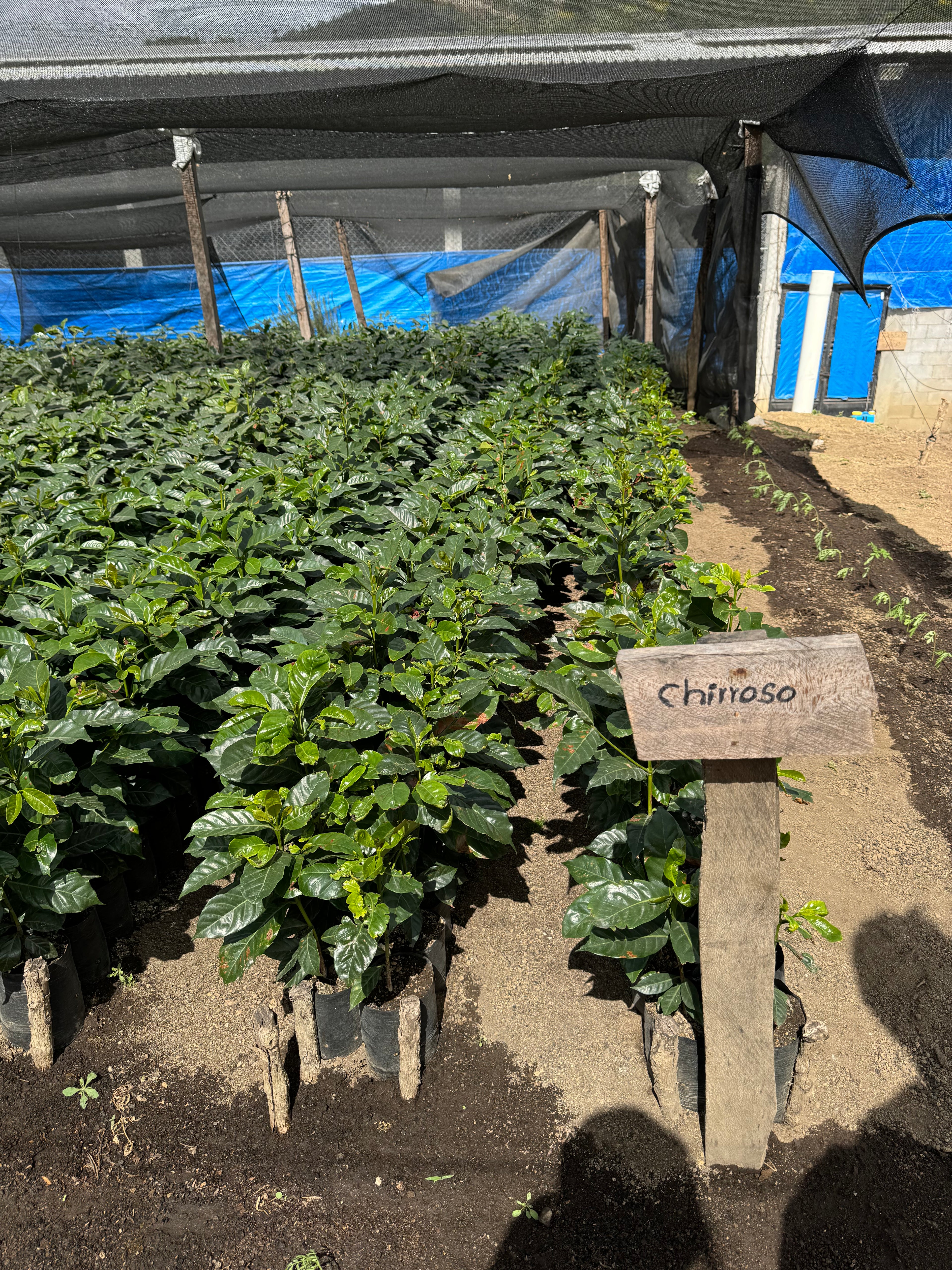 Colombia Finca Las Flores Chiroso Single Origin Filter