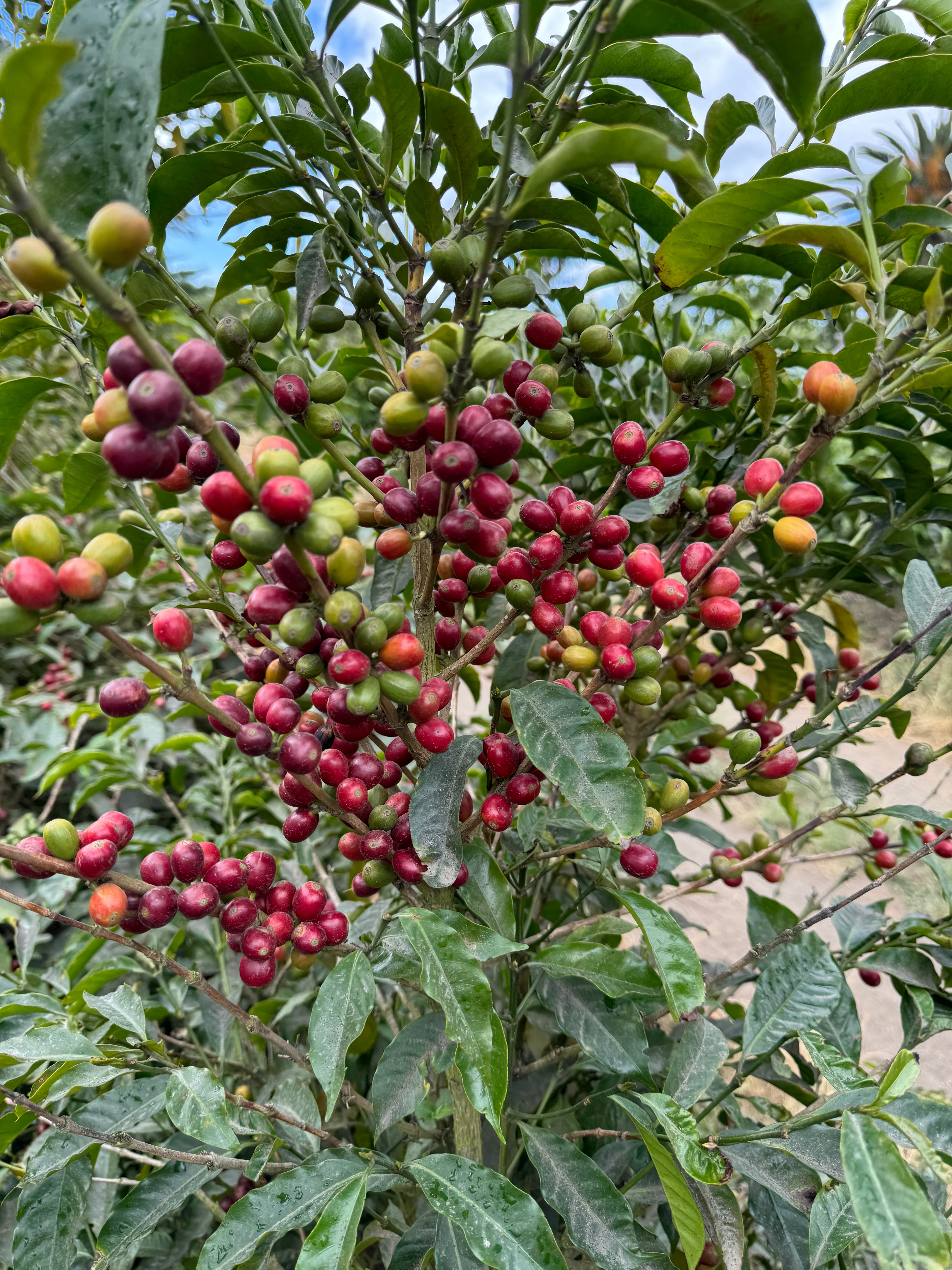 Colombia Finca Las Flores Chiroso Single Origin Filter