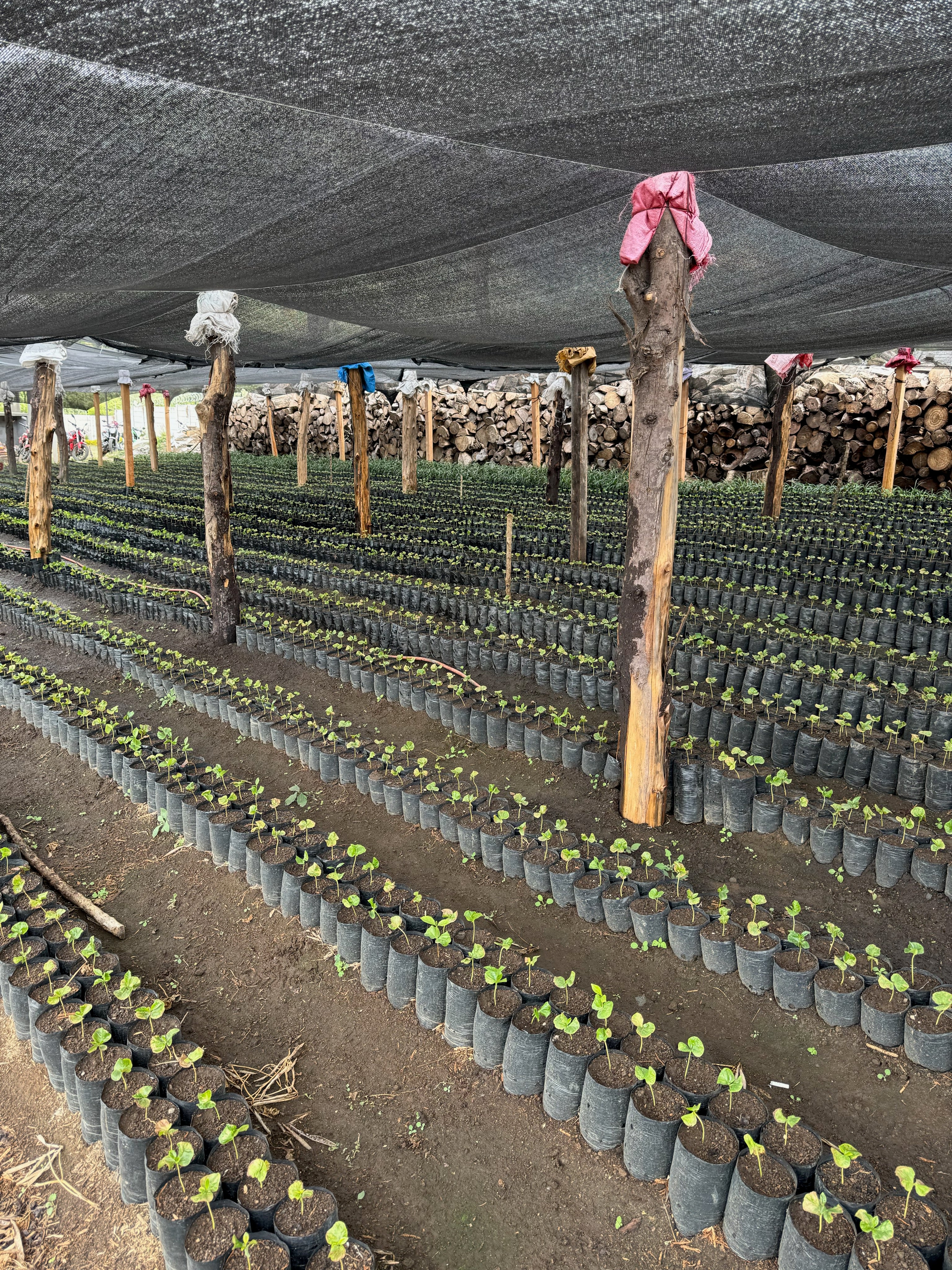 Colombia Finca Las Flores Chiroso Single Origin Filter