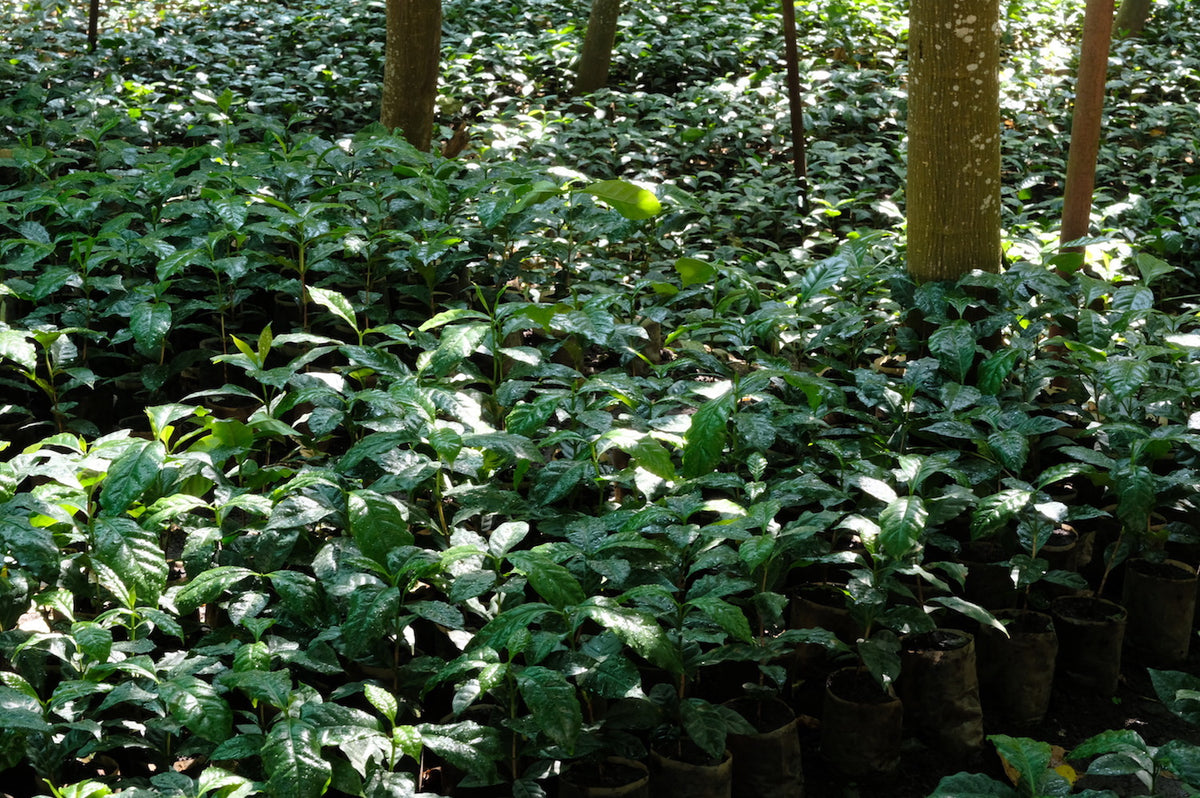 Finca El Pezote Cup of Excellence No.12 Single Origin Filter