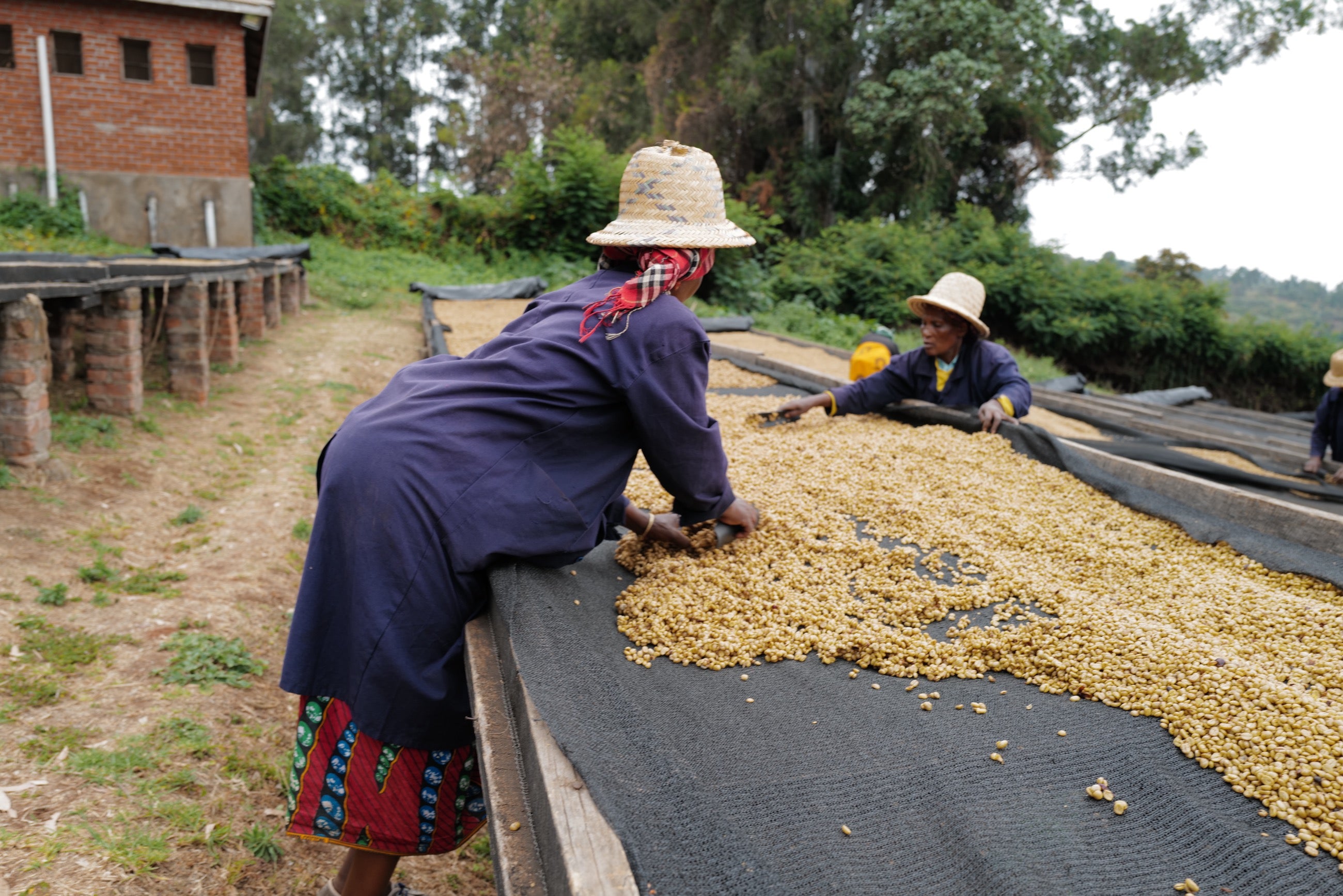 Ethiopia Guji Wine Single Origin Filter