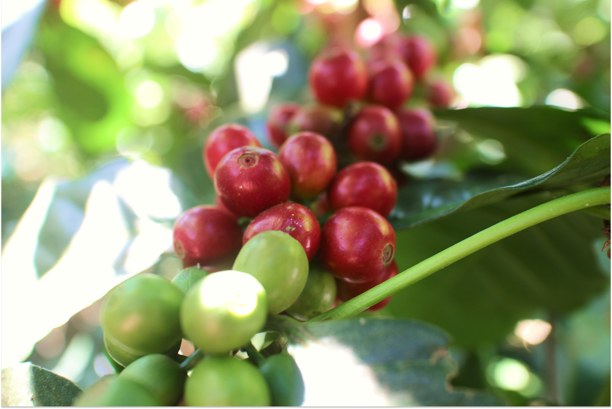 Mexico Finca Los Laureles Bio Single Origin Filter