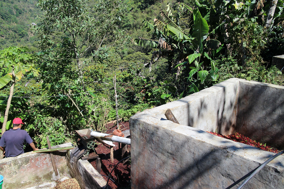 Mexico Finca Los Laureles Bio Single Origin Filter