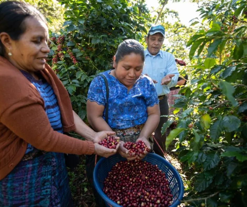Guatemala Huehuetenango Single Origin 