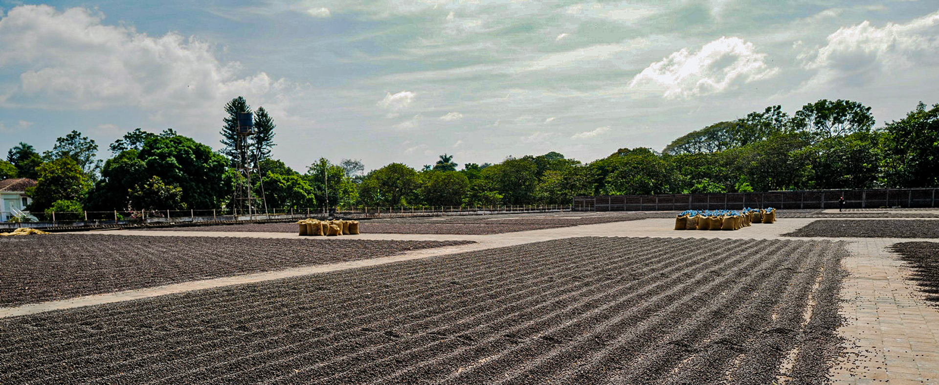 Kilimanjaro Single Origin Filter - Rarity Line 87+