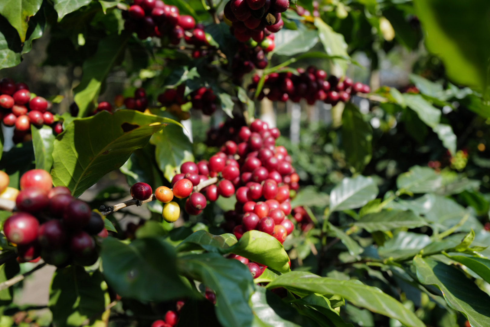 Kilimanjaro Single Origin Filter - Rarity Line 87+