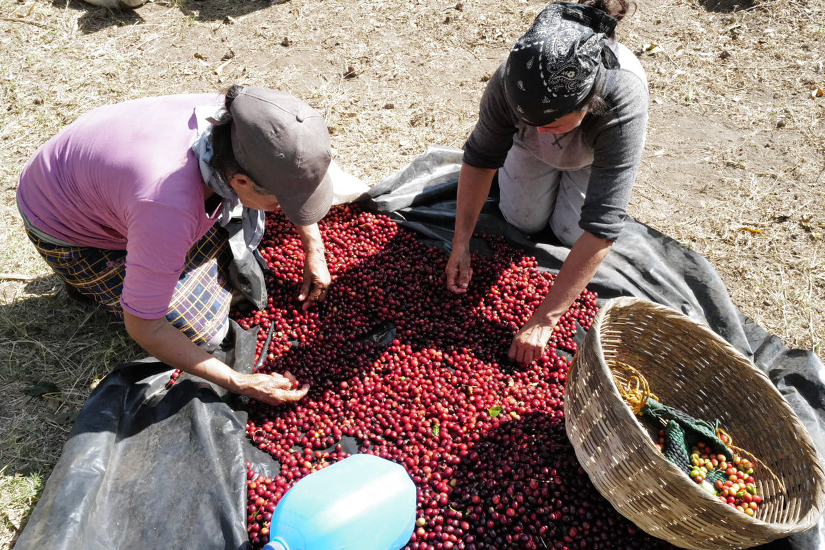 Kilimanjaro Single Origin Filter - Rarity Line 87+