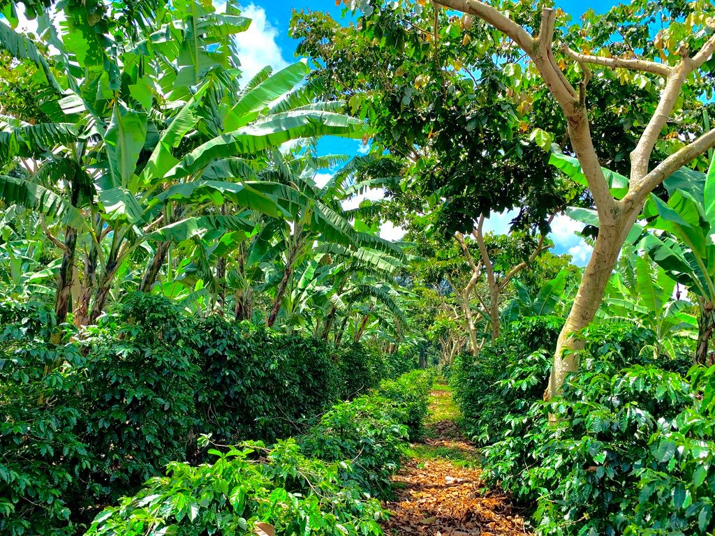 Finca San Isidro Cup of Excellence No. 9 Espresso Single Origin