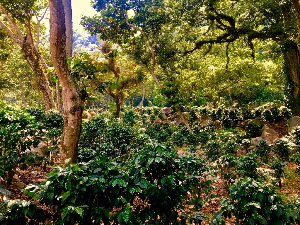 Finca San Isidro Cup of Excellence No. 9 Espresso Single Origin