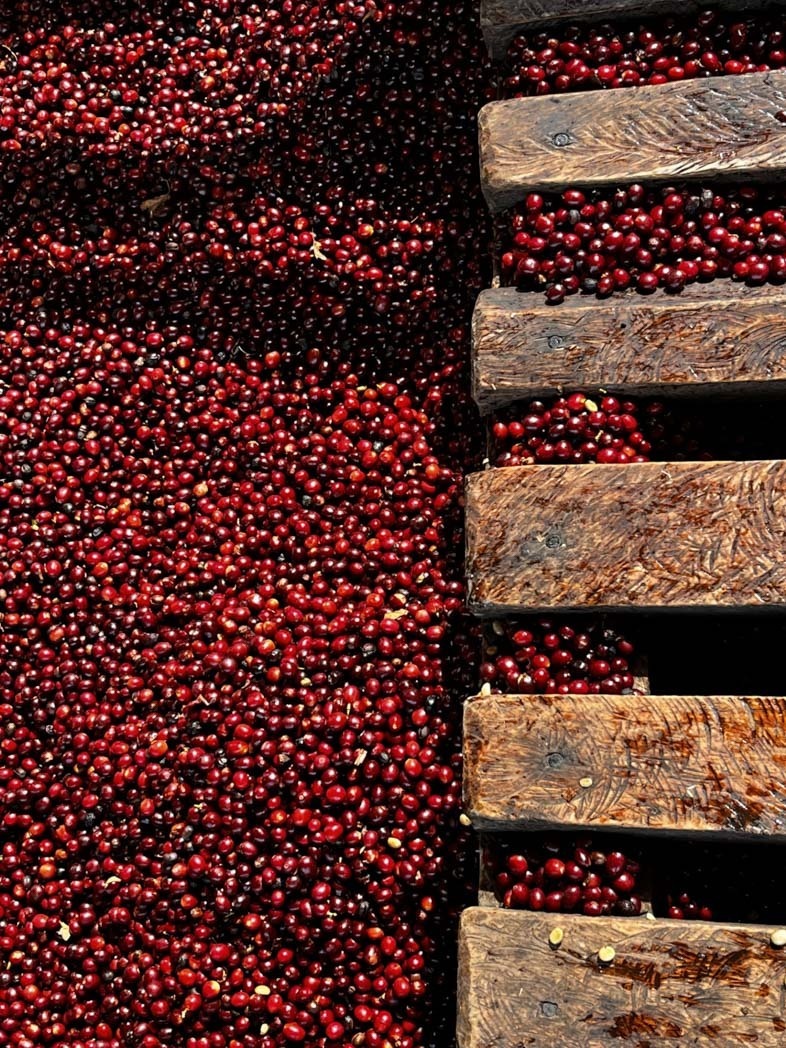 Finca San Isidro Cup of Excellence No. 9 Espresso Single Origin