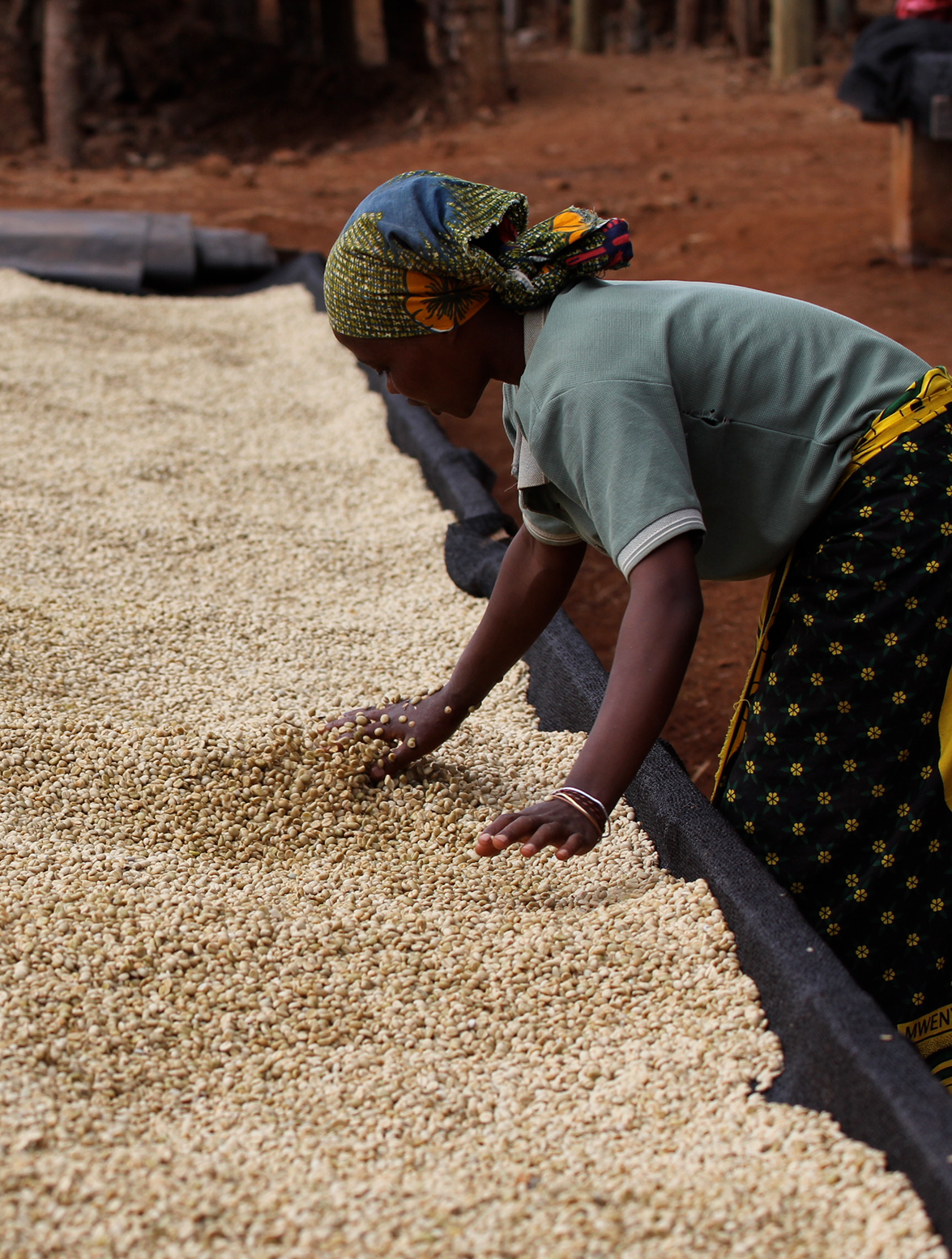 Kenya Red Kegwa Filter Single Origin