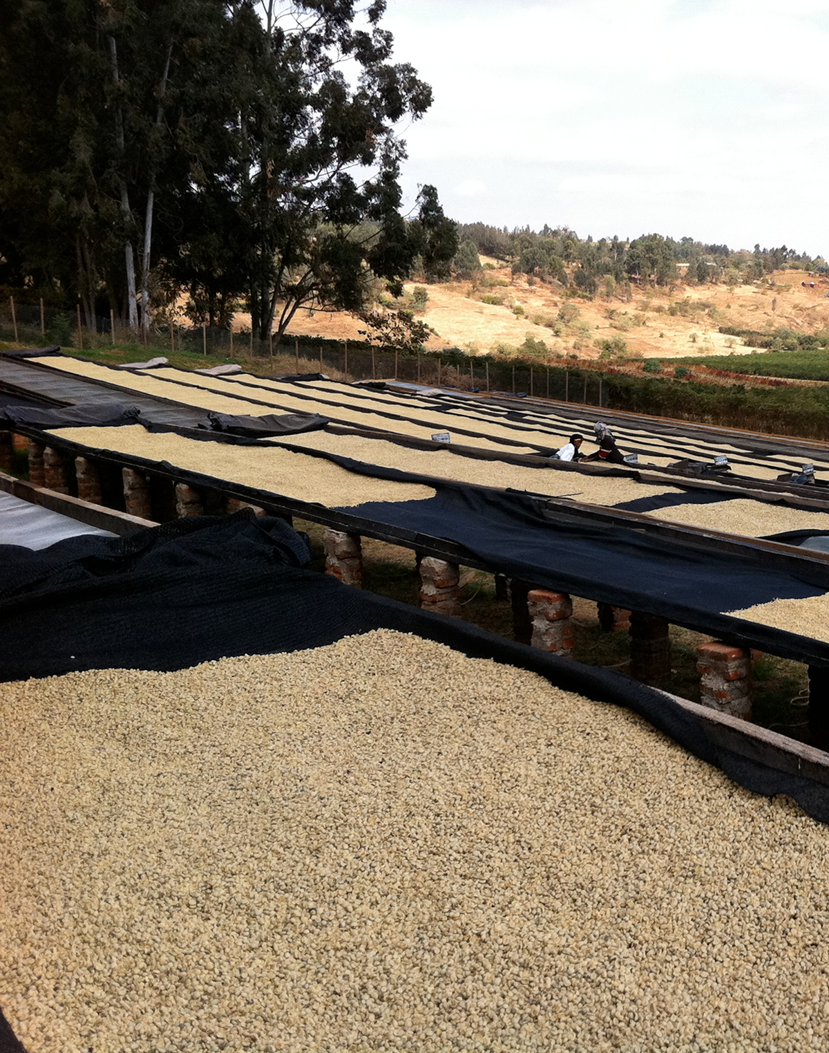 Kenya Red Kegwa Filter Single Origin