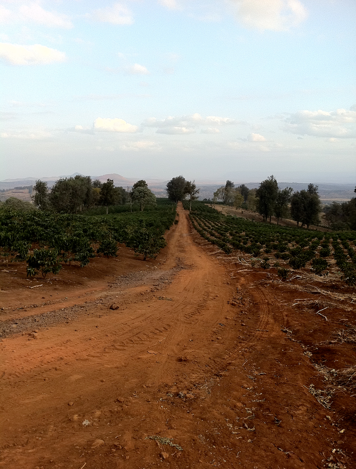 Kenya Red Kegwa Filter Single Origin