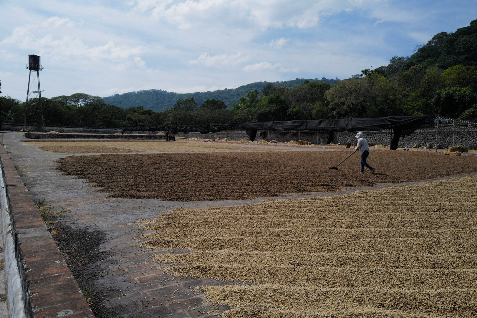 Kilimanjaro Single Origin Espresso Rarity Line 87+